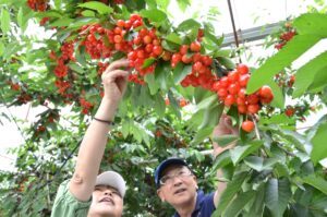 Đến Gunma thỏa sức hái cherry tại vườn