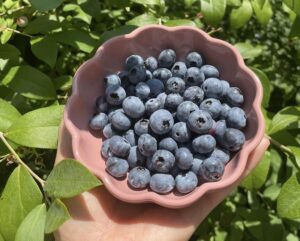 Mẹ Việt thu hoạch việt quất trong vườn nhà ở Nhật