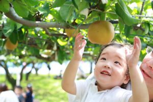 Trải nghiệm hái 3 loại lê đặc sản Chiba tại vườn