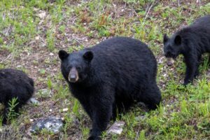 Gunma cảnh báo gấu xâm nhập khu dân cư vì mùa sồi thất bát