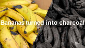 Dole Japan biến chuối hỏng thành than chuối