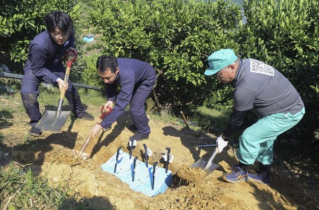 Nhóm chuyên gia đang chôn các hộp chứa pin nhiên liệu MFC tại vườn cam. Ảnh: Kyodo News