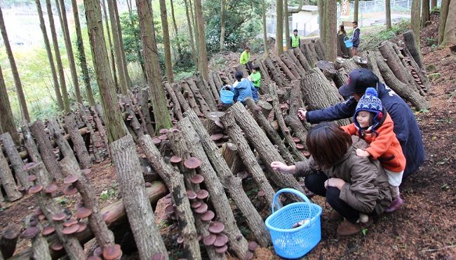 Các trang trại nấm đón khách tới trải nghiệm hái nấm. Ảnh: kankonogyo-park