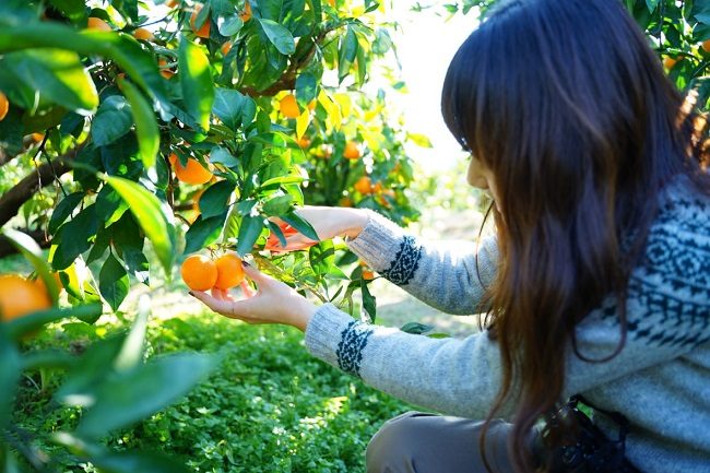 Cảm giác hái quýt và bóc ăn ngay tại vườn sẽ mang tới nhiều niềm vui. Ảnh: aridagawa-kanko