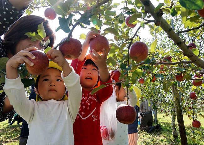 Tự tay hái trái cây là trải nghiệm thú vị với cả người lớn và trẻ em. Ảnh: iwanichi