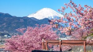 Đến lễ hội Matsuda ở Kanagawa ngắm hoa anh đào nở sớm