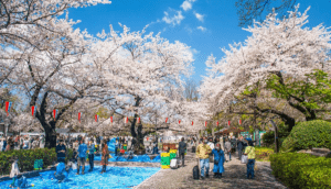 Check-in ngay 10 địa điểm ngắm hoa anh đào đẹp nhất Tokyo