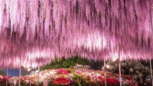 Chiêm ngưỡng vườn hoa tử đằng ấn tượng nhất thế giới tại công viên Ashikaga