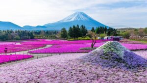 Khám phá “thảm hồng” hoa chi anh dưới chân núi Phú Sĩ