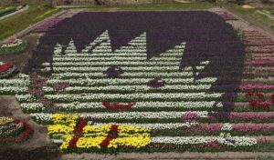 Ngắm “bức tranh” Tulip khổng lồ tại công viên hoa Tulip Tanto