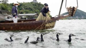 Aichi giữ nghề truyền thống bắt cá bằng chim cốc