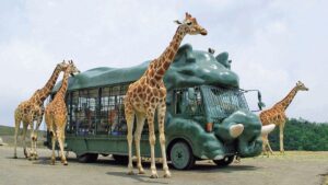 Đến công viên Kyushu African Safari khám phá động vật hoang dã châu Phi