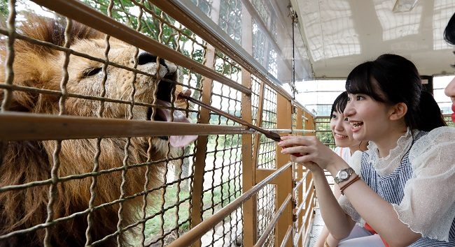 Tự tay cho sư tử ăn tại công viên Kyushu African Safari. Ảnh: beppu-shisetsu
