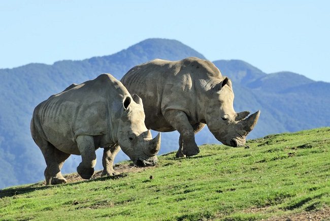 Tê giác tại công viên Kyushu African Safari. Ảnh: gltjp
