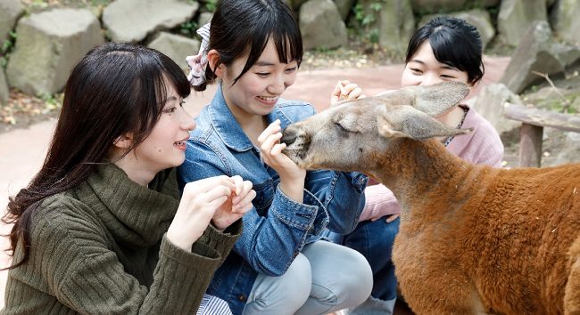 Vui chơi với động vật trong công viên Kyushu African Safari. Ảnh: beppu-shisetsu