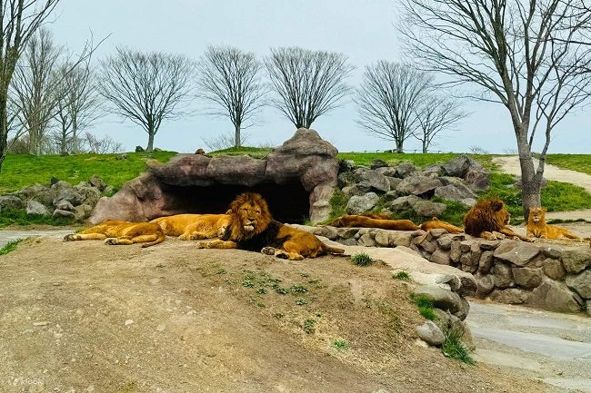 Sư tử nằm phơi mình trong thiên nhiên tại công viên Kyushu African Safari. Ảnh: Klook
