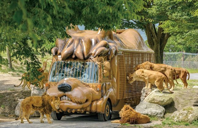 Ngồi xe buýt trong công viên Kyushu African Safari tận mắt ngắm động vật hoang dã ở cự li gần. Ảnh: Premium Stay Kyushu