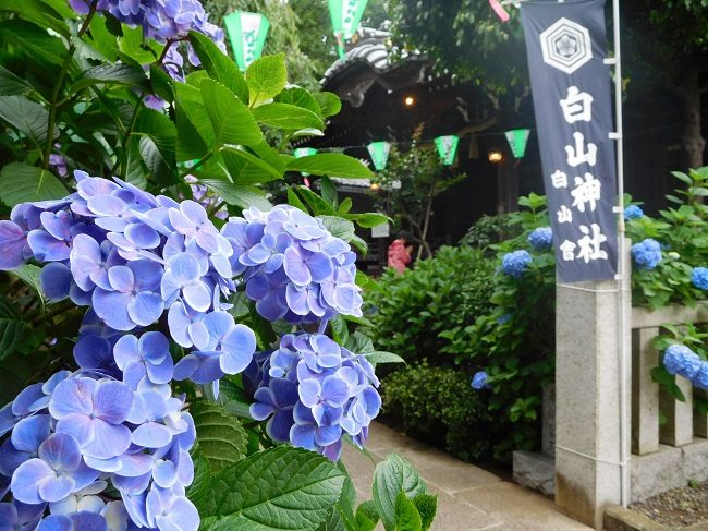 Ngắm hàng ngàn bông cẩm tú cầu tại đền thờ thần đạo - Đền Hakusan