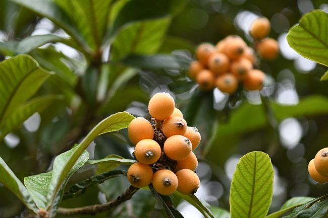 Những chùm biwa chín vàng mọng. Ảnh: hyoki