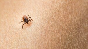 Nhật Bản: nhiều trường hợp ve chó cắn người gây tử vong