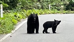 Tăng nguy cơ gặp gấu tại Tohoku vì mùa hạt sồi 2025 kém