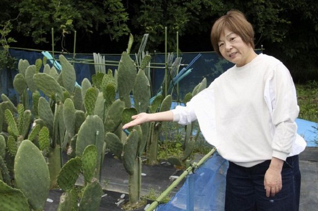 Bà Deguchi Miki bên những cây xương rồng lê gai trong trang trại. Ảnh: Kyodo News