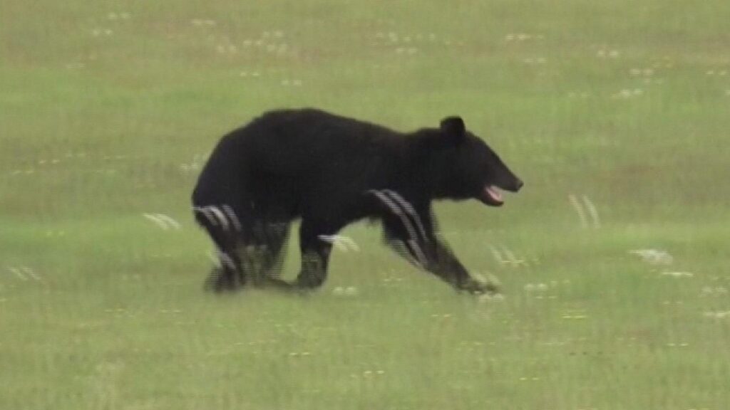 Chuyen-gia-Nhat-Ban-giai-dap-gap-gau-phai-bo-chay-hay-gia-chet