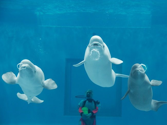 Cá voi trắng biểu diễn cùng huấn luyện viên tại Thủy cung Aquas Shimane. Ảnh: aquas