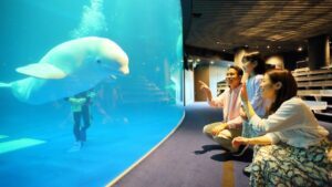 Đến thủy cung Aquas Shimane vui đùa với cá voi trắng