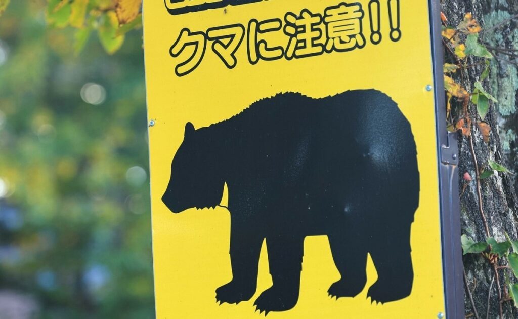 gấu xuất hiện tại Tokyo