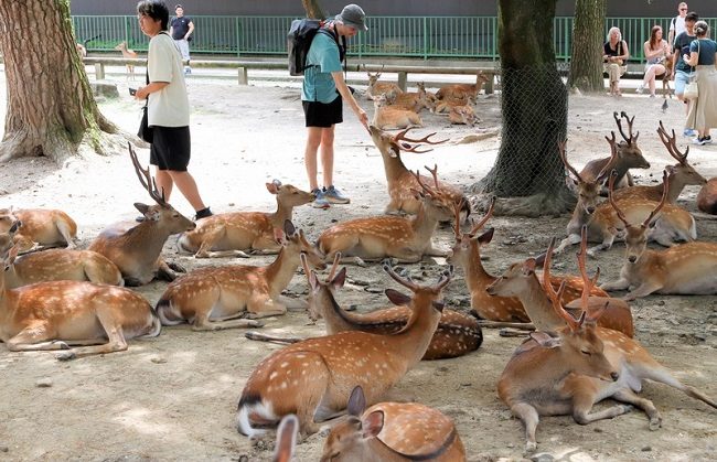 Huou-o-cong-vien-Nara