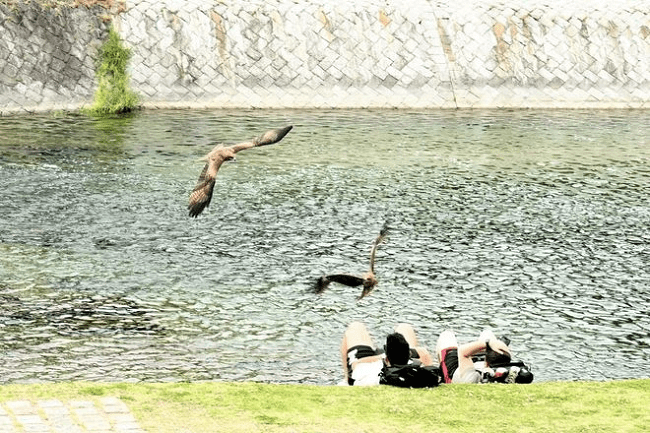 diều hâu giật đồ ăn