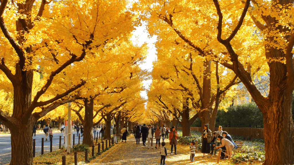 lá vàng bạch quả đẹp nhất Tokyo