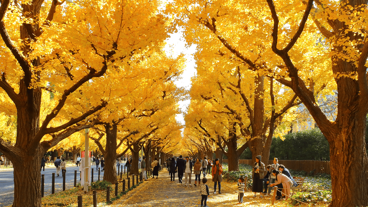 lá vàng bạch quả đẹp nhất Tokyo
