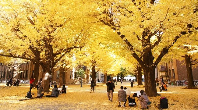 Đại học Tokyo mùa lá vàng