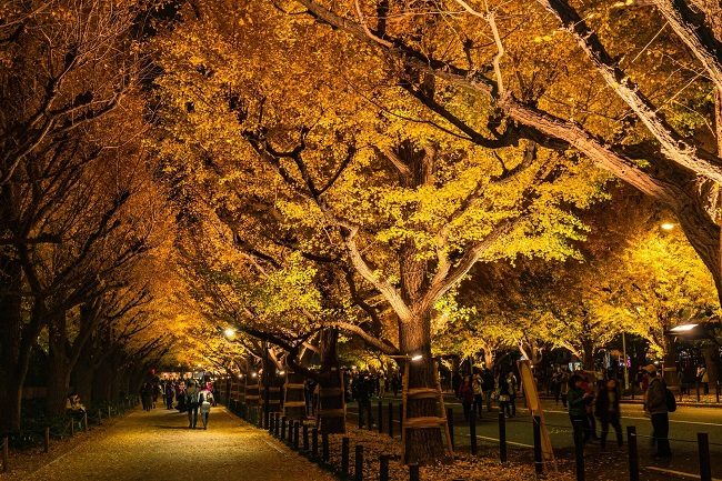 Meiji Jingu Gaien mùa lá vàng