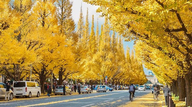 Meiji Jingu Gaien mùa lá vàng