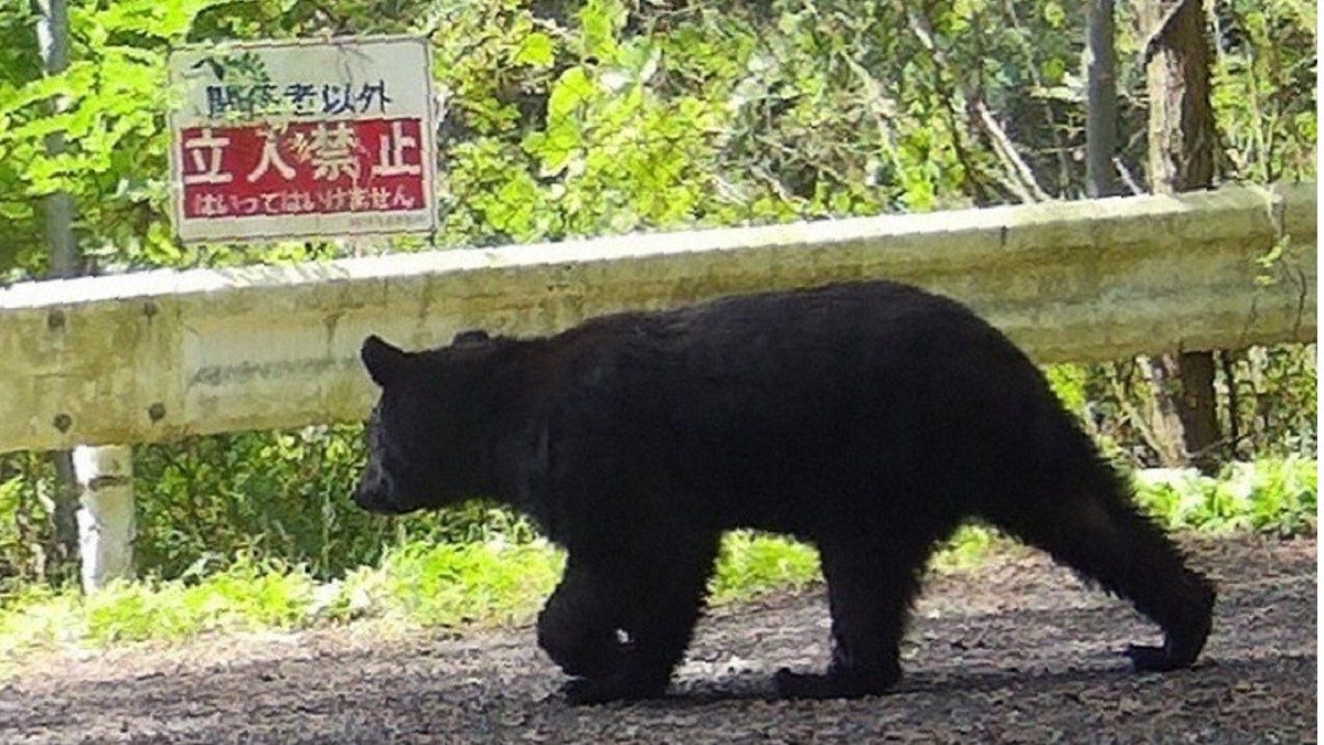 gặp gấu ở nhật