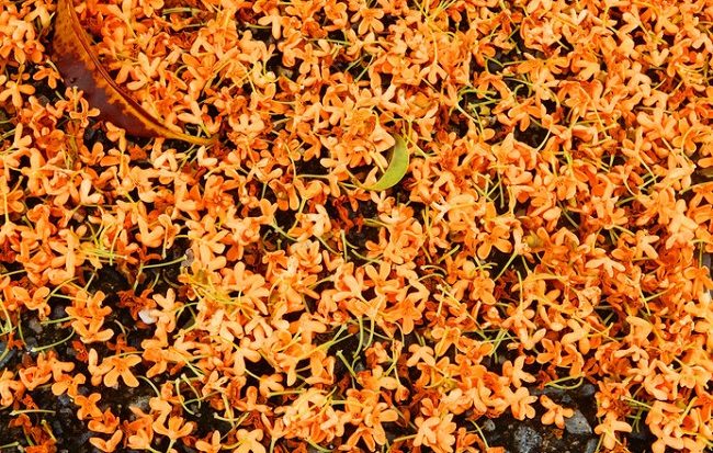 "Tấm thảm" hoa kim mộc Kinmokusei