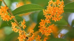 Sắc hoa mộc vàng Kinmokusei của mùa thu Nhật Bản