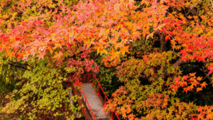 Lịch ngắm lá vàng lá đỏ mùa thu Nhật Bản năm 2025