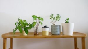 5 loại cây trồng trong nhà phổ biến nhất tại Nhật