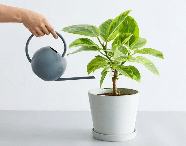 Cây đa búp vàng - 5 loại cây trồng trong nhà phổ biến nhất tại Nhật