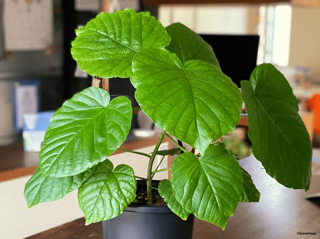 Cây sung cảnh lá to - 5 loại cây trồng trong nhà phổ biến nhất tại Nhật
