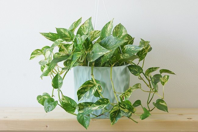 Cây trầu bà - 5 loại cây trồng trong nhà phổ biến nhất tại Nhật