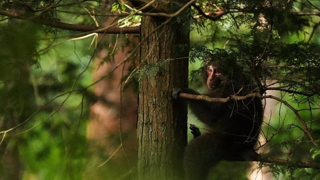 khỉ phá hoại Nagano