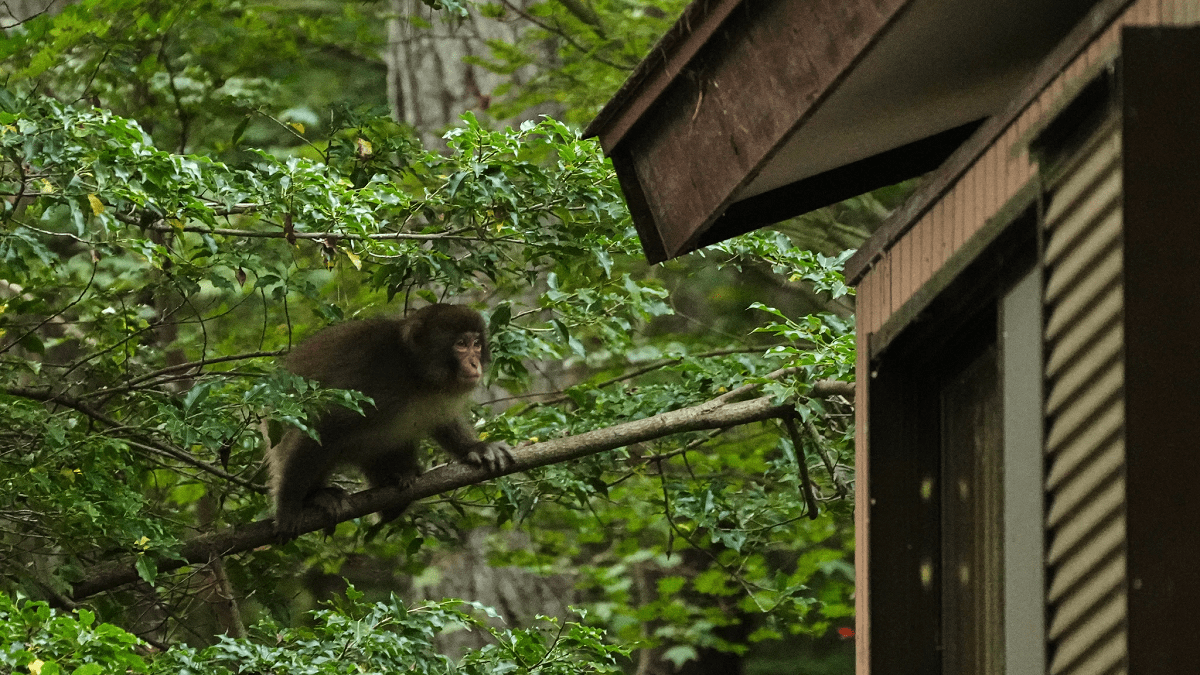 khỉ phá hoại nagano