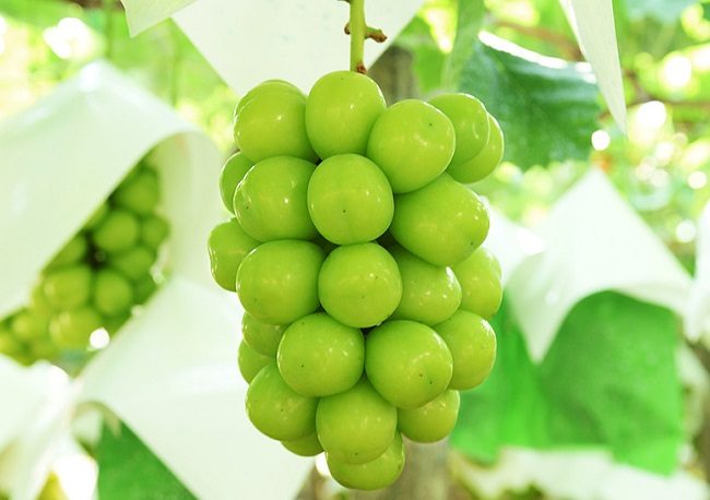 Nho mẫu đơn Shine Muscat