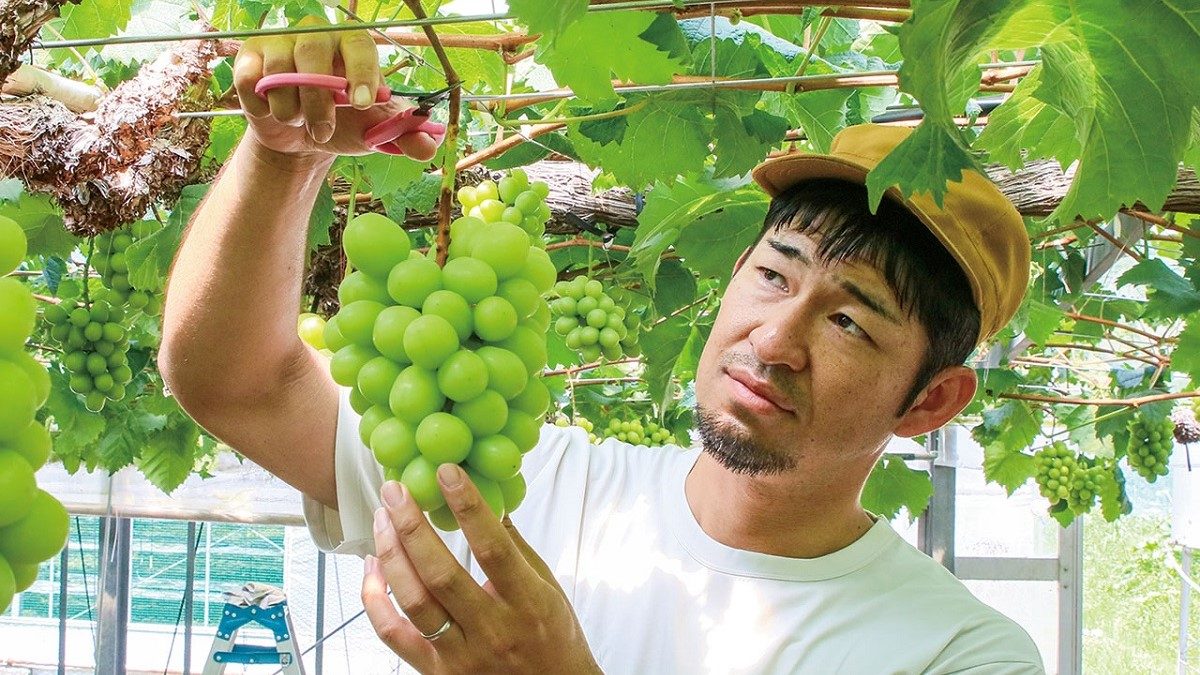 nho mẫu đơn Shine Muscat