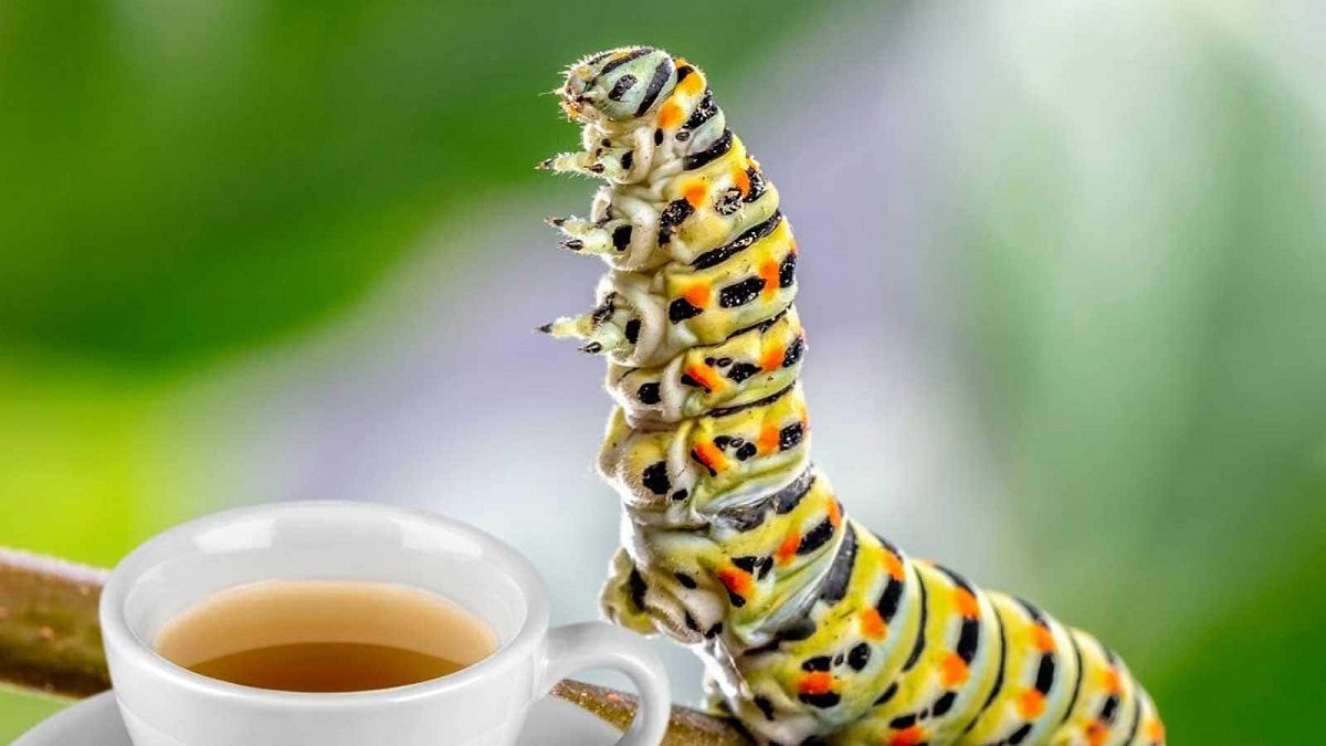 trà phân sâu bướm